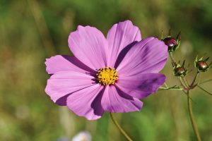 cosmea jewelry basket flower 6602670
